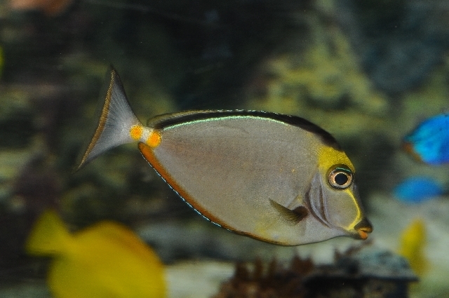 Pacific Orange-spine Unicornfish (Reef Fish of the Hawaiian Islands ...