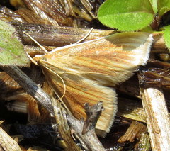 Nascia acutellus