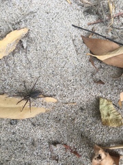 Agelenidae
