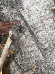 Agelenidae