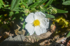 Cistus monspeliensis image