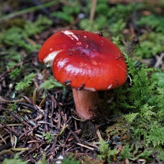 Russula mexicana