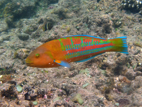 Christmas Wrasse (Reef Fish of the Hawaiian Islands) · iNaturalist