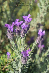 Lavandula stoechas image