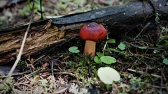 Russula mexicana