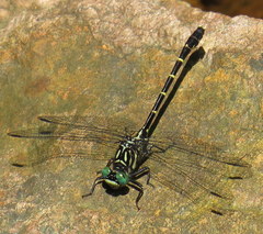 Stylogomphus albistylus