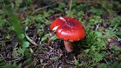 Russula mexicana