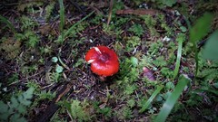 Russula mexicana