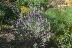 Lavandula stoechas image