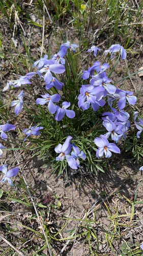 Viola pedata var. pedata