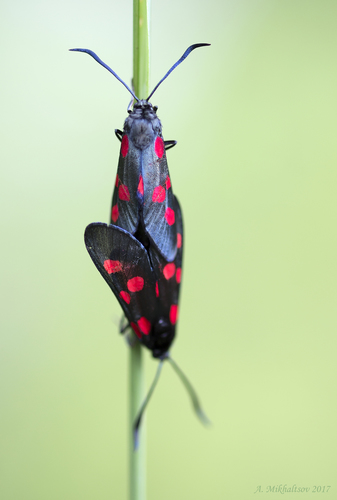 Paprastasis marguolis nuotrauka