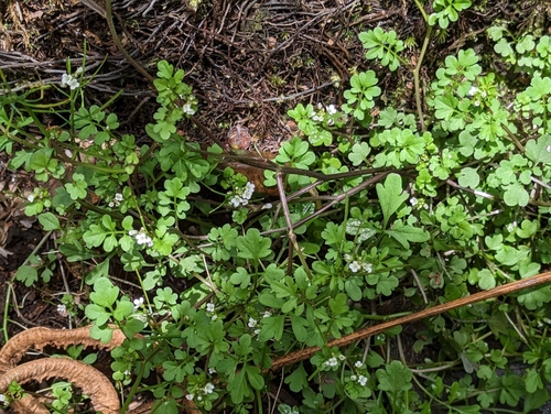 Cardamine flexuosa observed 2023-04-25