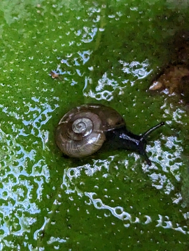 Oxychilus alliarius observed 2023-04-25