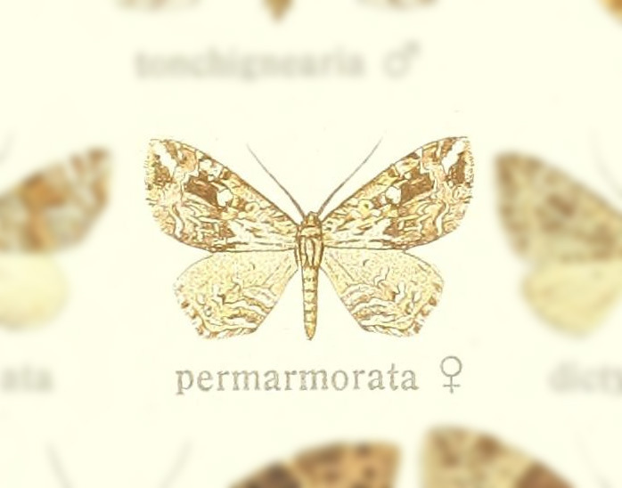 Lobogonodes permarmorata