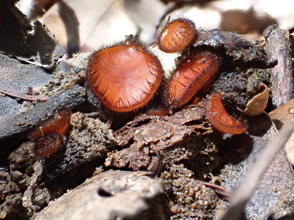 Scutellinia gintlii
