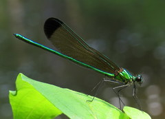 Calopteryx dimidiata