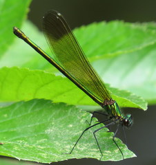 Calopteryx dimidiata