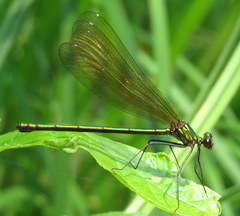 Calopteryx dimidiata