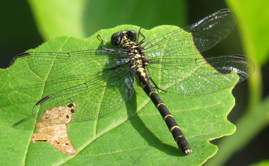 Eastern Least Clubtail