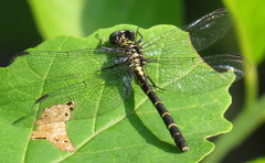 Stylogomphus albistylus