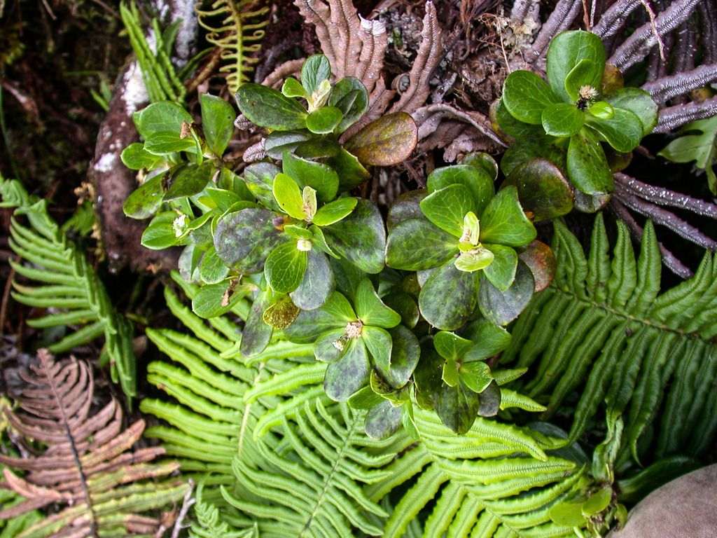 Pacifigeron rapensis