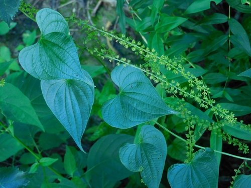 Dioscorea piperifolia