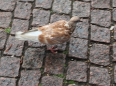 Columba livia domestica