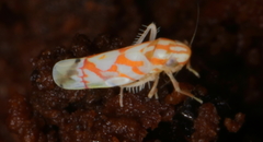 Erythroneura acuticephala