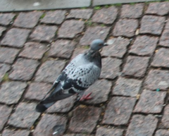 Columba livia domestica