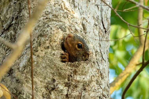 Zanj Sun Squirrel