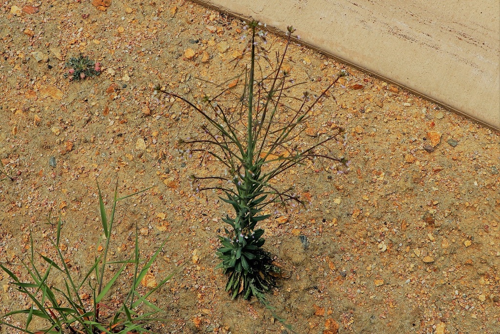 Graham's Rockcress from Boulder County, CO, USA on June 20, 2020 at 01: ...