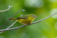 Little Yellow Flycatcher photo 1