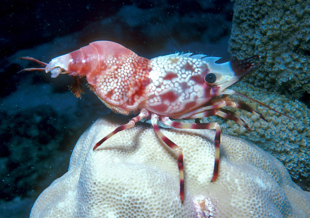 Saron inermis