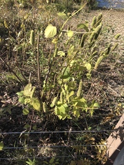 Agastache scrophulariifolia