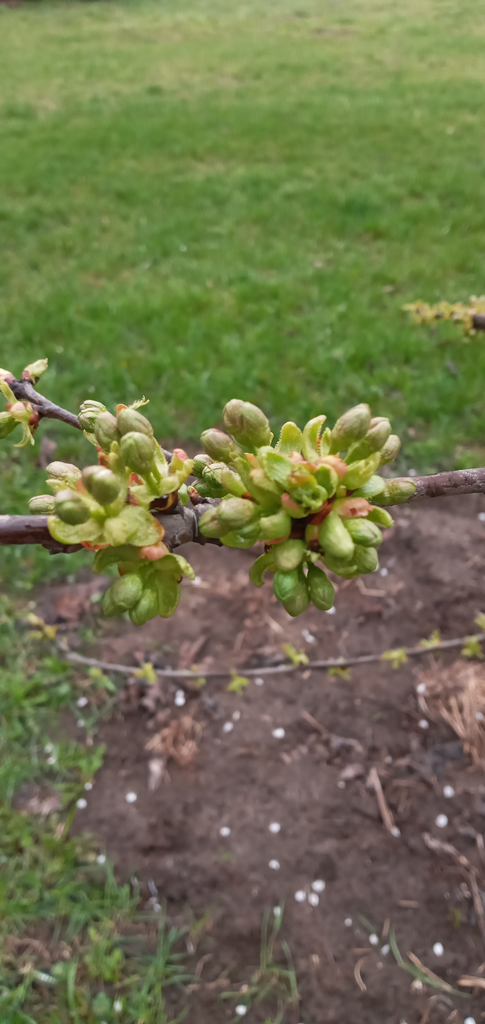 Plums Cherries And Allies From On April