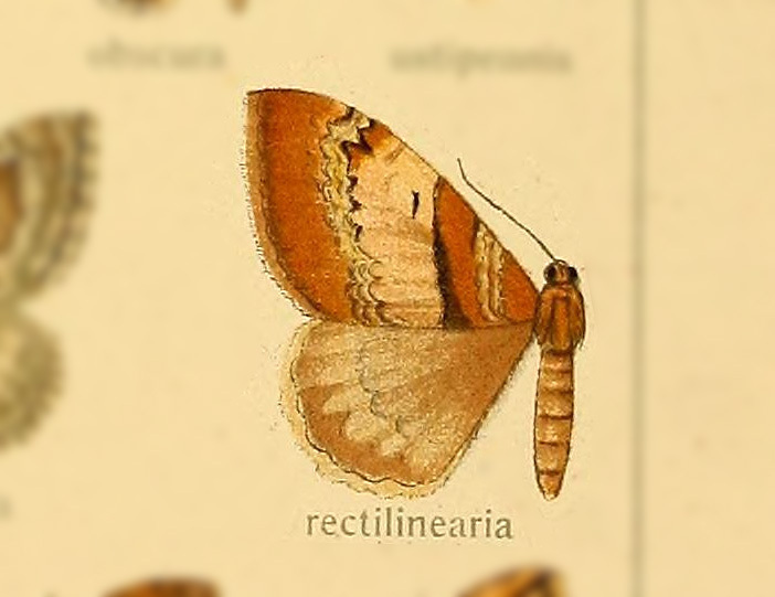 Photoscotosia rectilinearia
