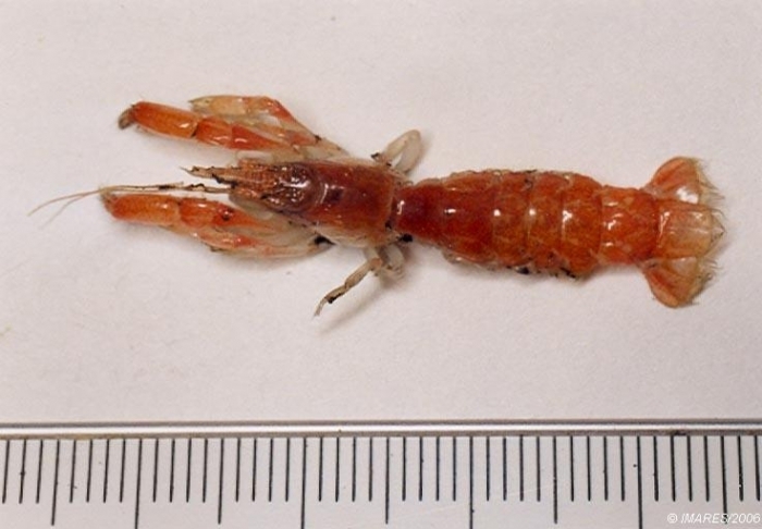 Upogebiidae