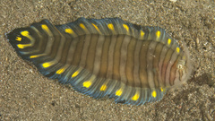 Unicorn Sole photo 2