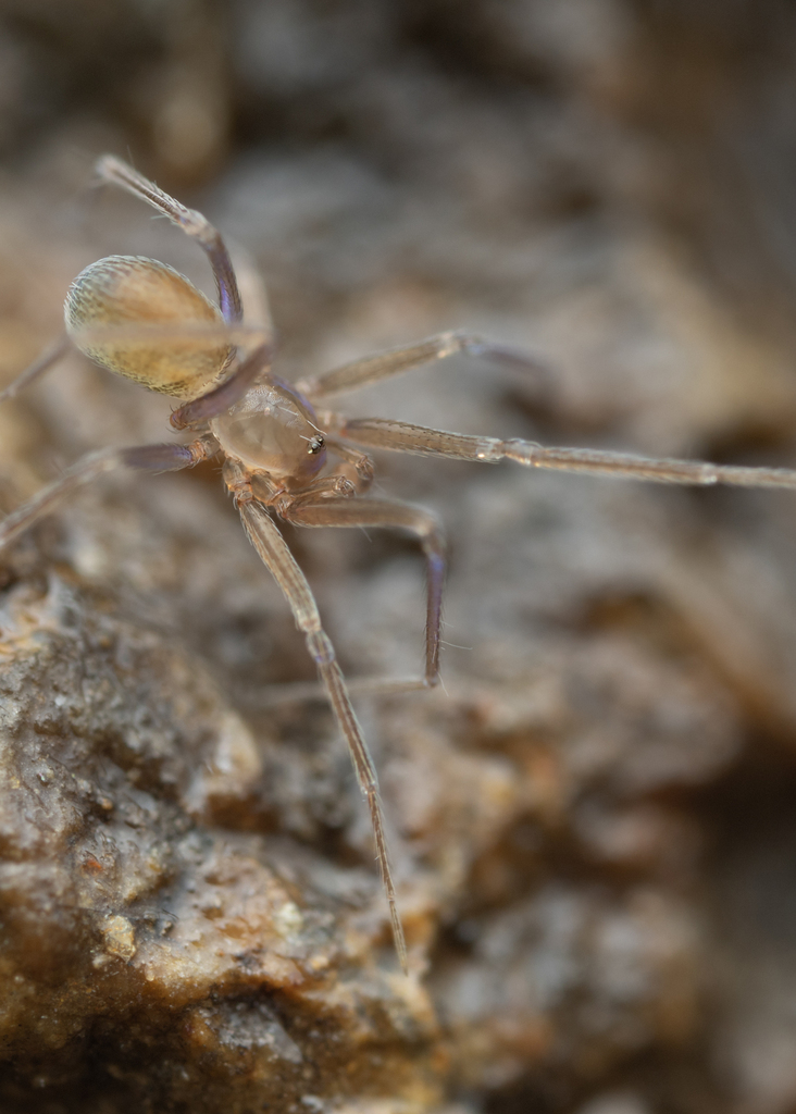 Archoleptoneta gertschi