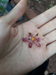 Trichocentrum × teaboanum