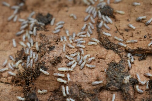 Mediterranean Termite photo 5