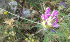 Bituminaria bituminosa