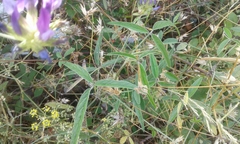 Bituminaria bituminosa