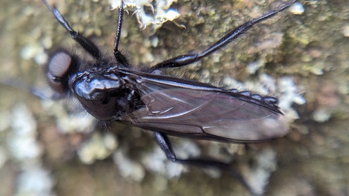 Hawthorn Fly, Noordwijk, Nederland, photo 6 of 10