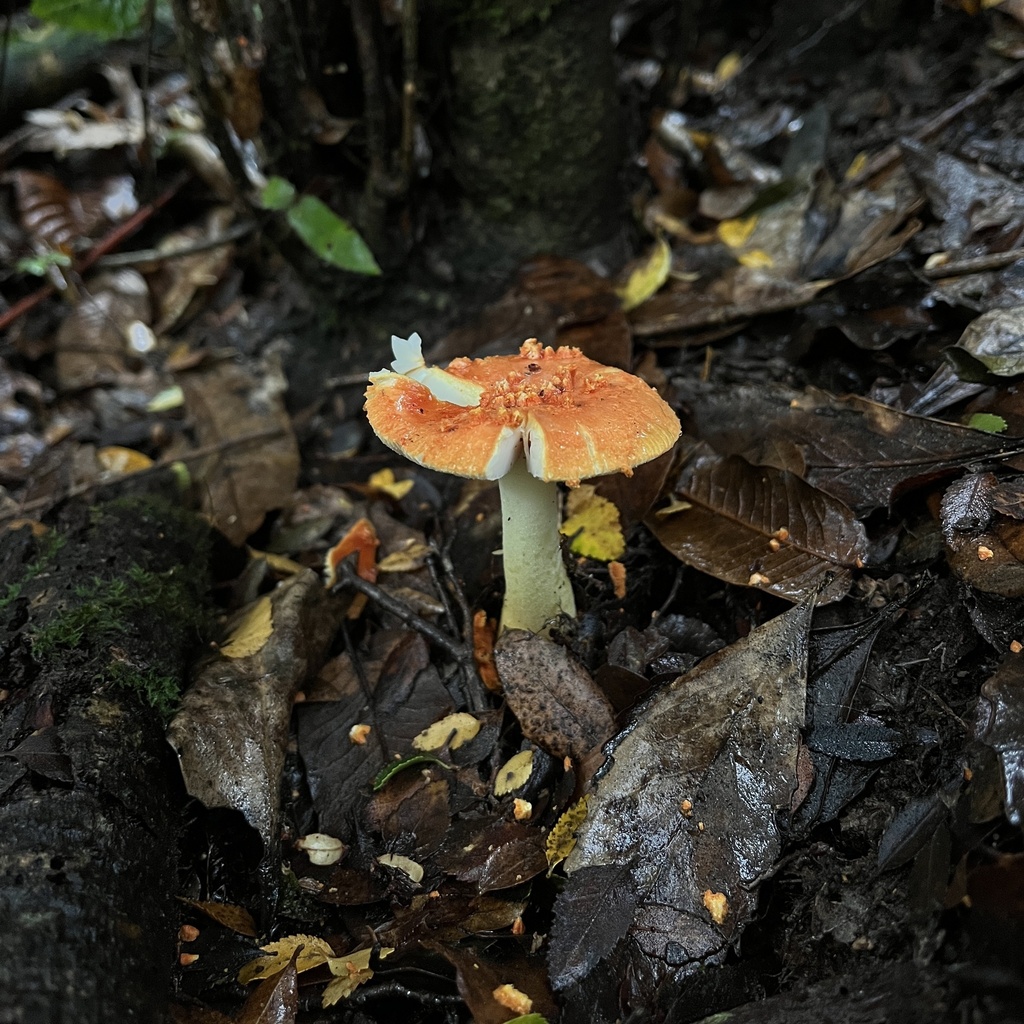 Amanita aurantiovelata