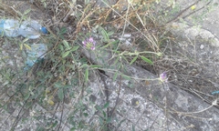 Bituminaria bituminosa