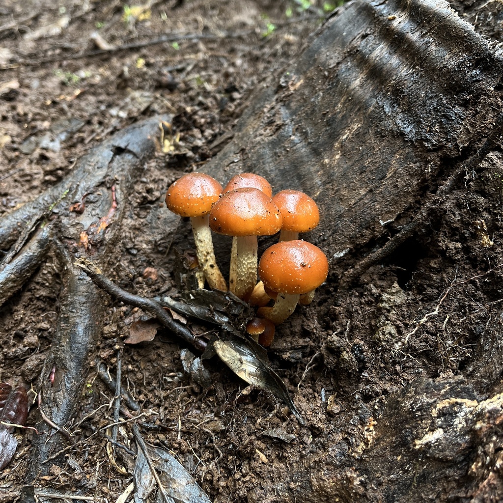 Hypholoma frowardii · April 2023 · photo: © cristianriquelme (iNaturalist, cc-by)