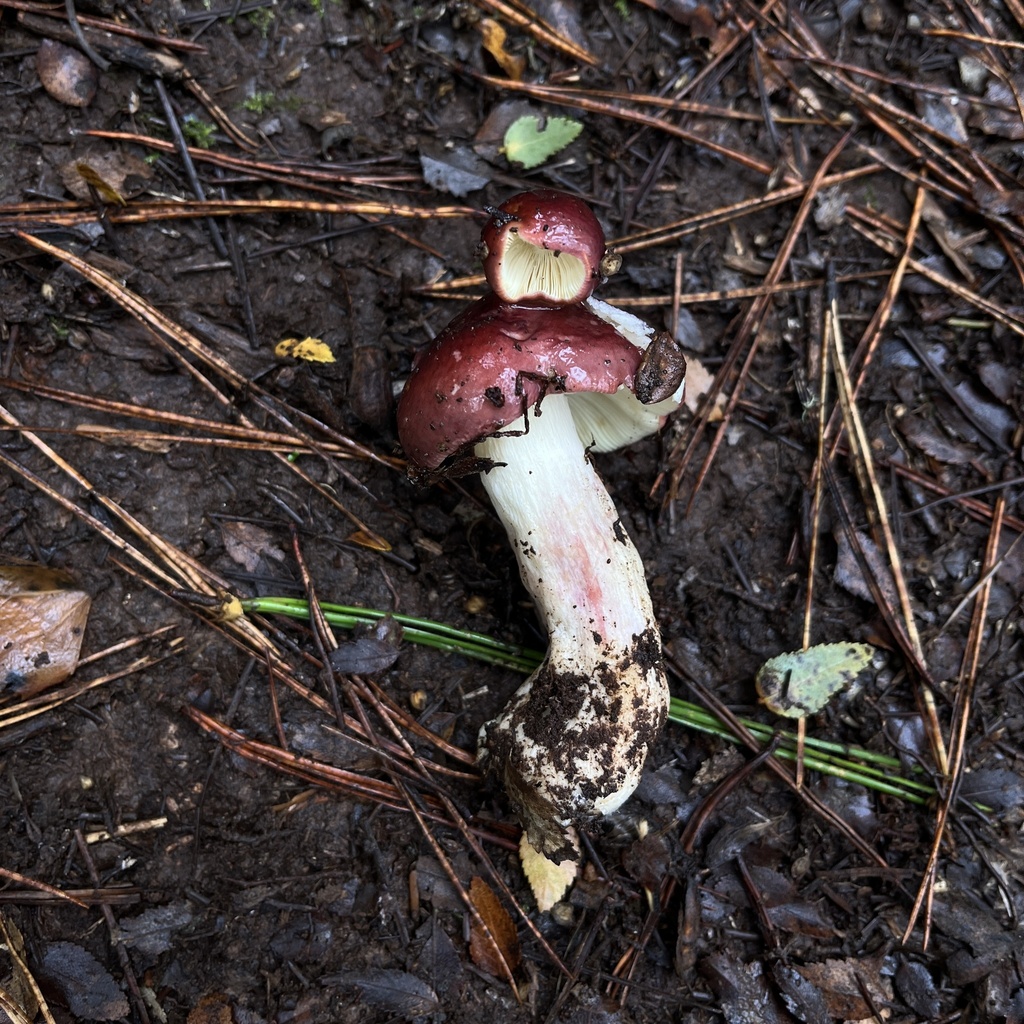 Russula sardonia · April 2023 · photo: © cristianriquelme (iNaturalist, cc-by)