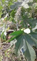 Ricinus communis