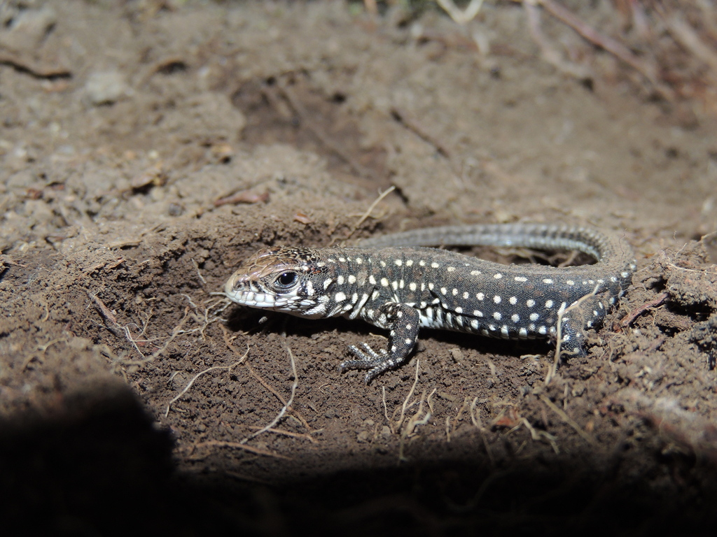 Contomastix vacariensis